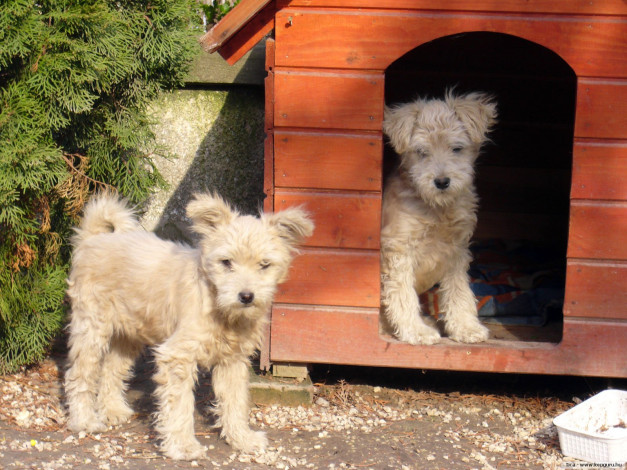 Обои картинки фото животные, собаки