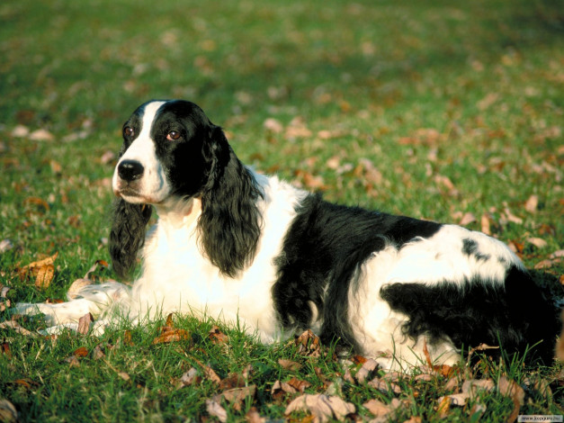 Обои картинки фото животные, собаки