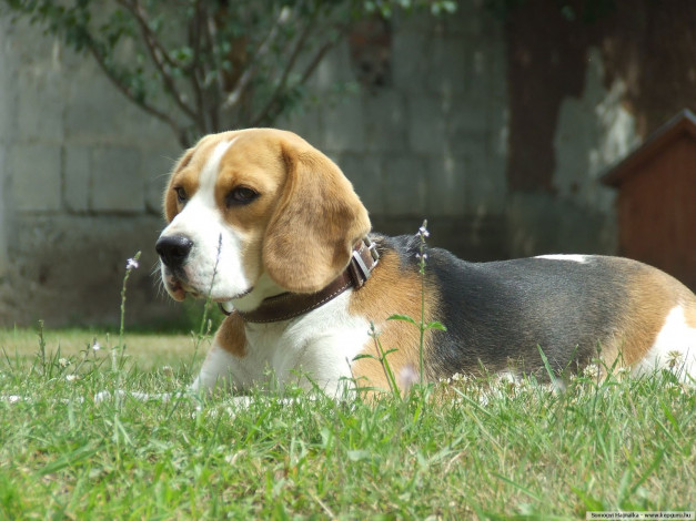 Обои картинки фото животные, собаки