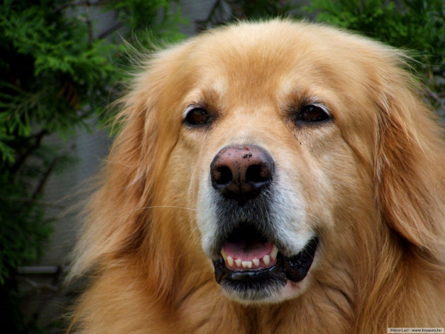 Обои картинки фото животные, собаки