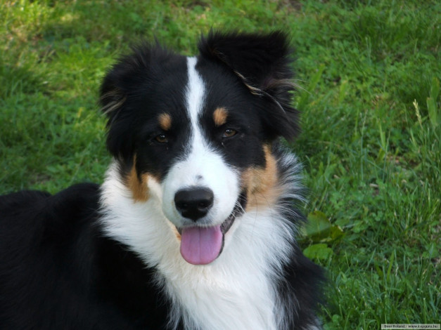 Обои картинки фото животные, собаки