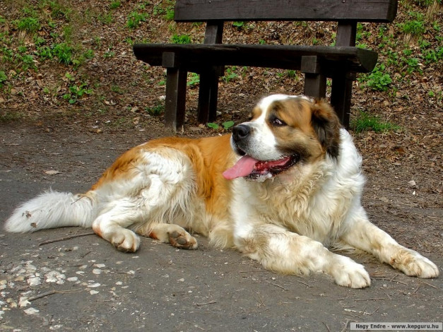 Обои картинки фото животные, собаки