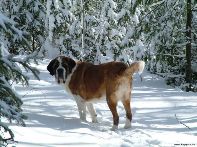 Обои картинки фото животные, собаки