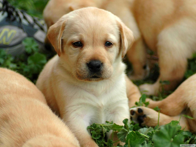 Обои картинки фото животные, собаки