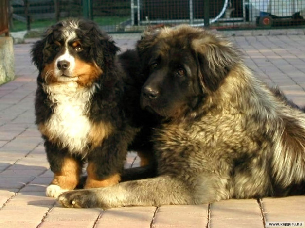 Обои картинки фото животные, собаки