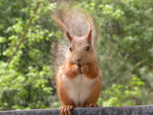 Картинка животные белки