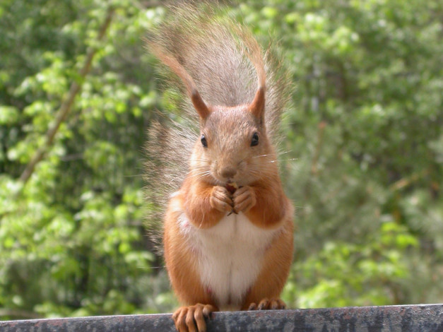 Обои картинки фото животные, белки