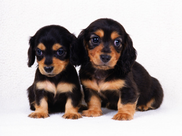 Обои картинки фото животные, собаки