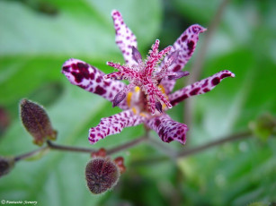 Картинка цветы орхидеи