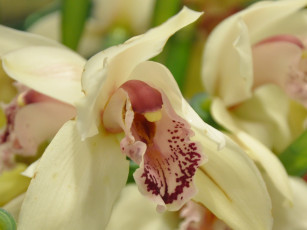 Картинка цветы орхидеи