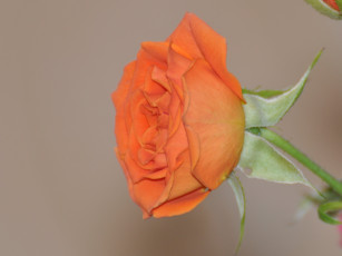 Картинка цветы розы