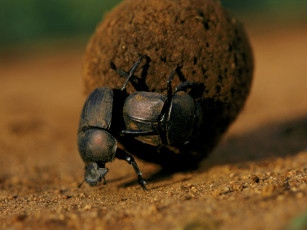 Картинка работяги животные насекомые