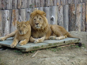 Картинка животные львы