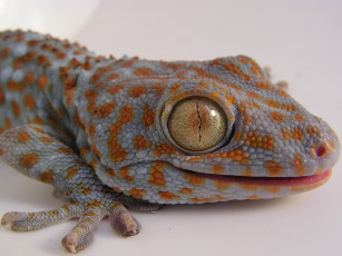 Картинка животные Ящерицы игуаны вараны