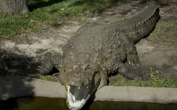 Картинка животные крокодилы