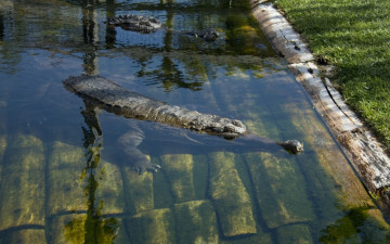 Картинка животные крокодилы