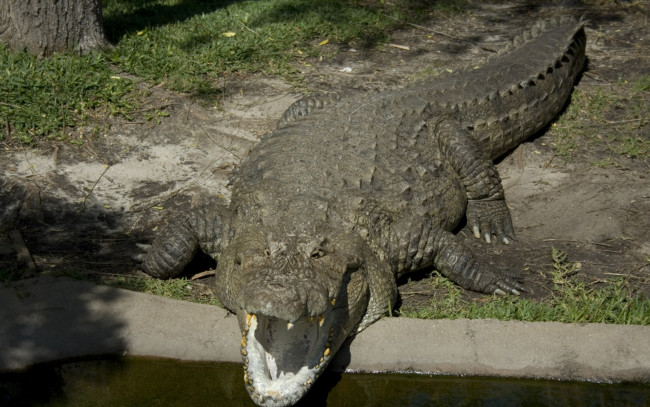 Обои картинки фото животные, крокодилы