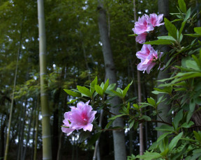 Картинка цветы рододендроны азалии