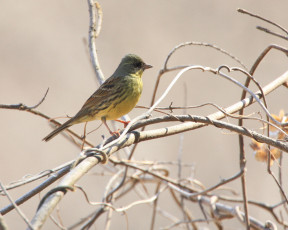 Картинка животные птицы