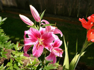 обоя цветы, лилии, лилейники