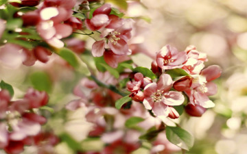 Картинка цветы цветущие деревья кустарники