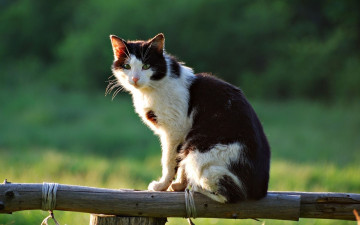 Картинка животные коты