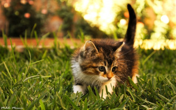 Картинка животные коты