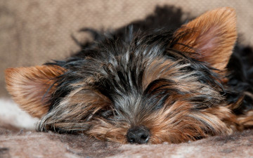 Картинка животные собаки