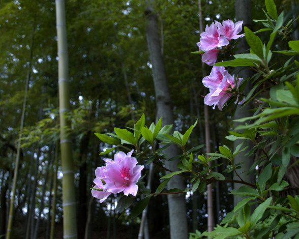 Обои картинки фото цветы, рододендроны, азалии