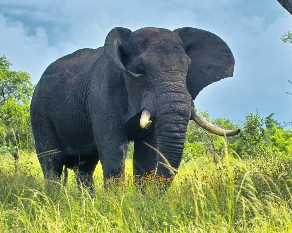 Обои картинки фото животные, слоны