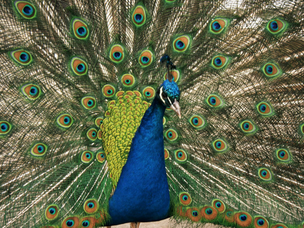 Обои картинки фото животные, павлины