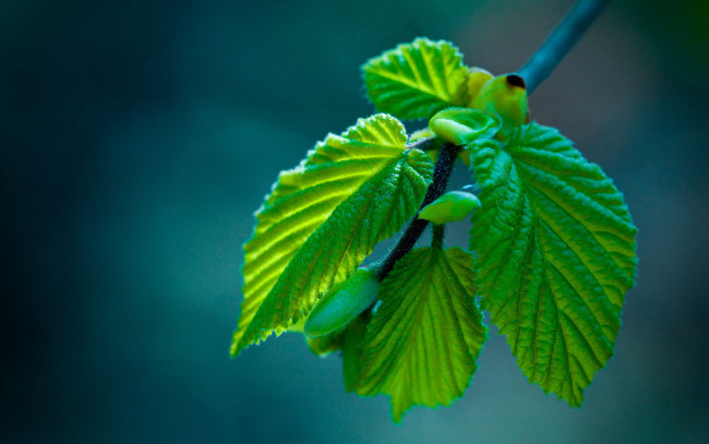 Обои картинки фото природа, листья