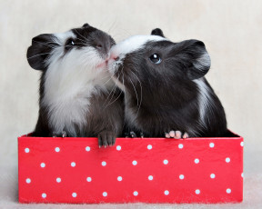 Картинка животные морские свинки хомяки поцелуй коробка