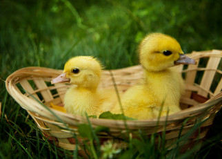 Картинка животные утки утёнок домашняя птица