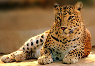 Картинка животные леопарды кошка