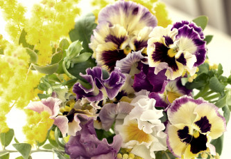 обоя цветы, разные, вместе, виола, мимоза