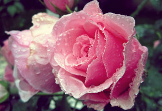 Картинка цветы розы розовый капли