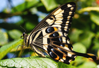 Картинка животные бабочки крылья