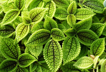 Картинка природа листья зеленый