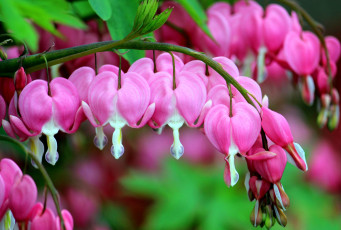 Картинка цветы дицентра разбитое сердце