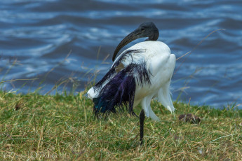 Картинка животные ибисы колпицы перья клюв