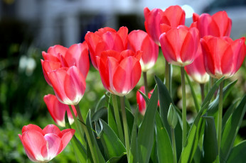 Картинка цветы тюльпаны красный