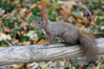 Картинка животные белки зверек хвост