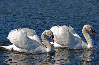 Картинка животные лебеди пара шипун белый
