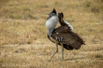 Картинка животные птицы перья дрофа