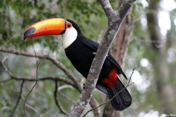 Картинка животные туканы клюв