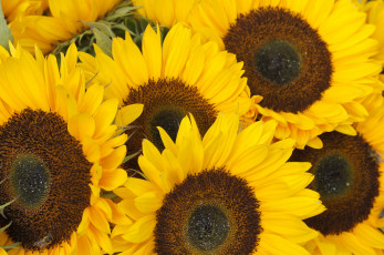 Картинка цветы подсолнухи солнышки