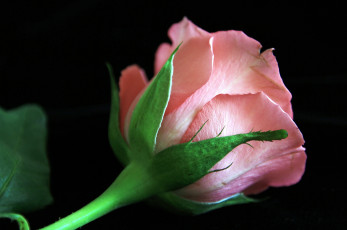 Картинка цветы розы розовый бутон