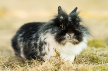 Картинка животные кролики зайцы пушистик малыш