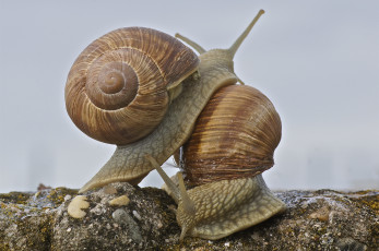 Картинка животные улитки макро любовь